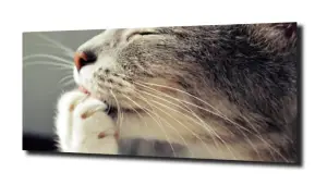 obraz na szkle Kot liżę łapkę 