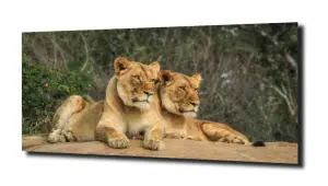 obraz na szkle Para lwic 