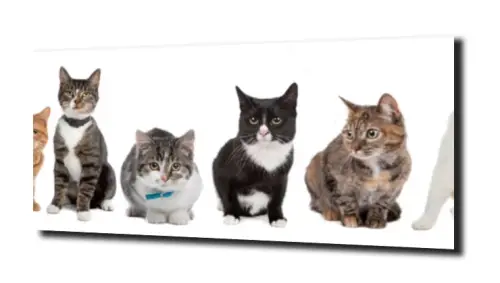 98675c98fa35e2936a9aae1e0f95b911