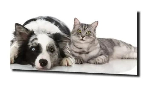 8c8acc34433124a95714ddfd31b7d40b