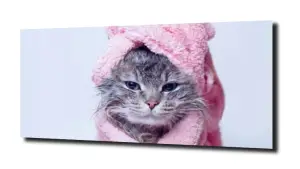 obraz na szkle Mokry kot 
