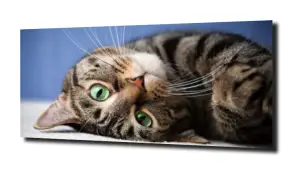 obraz na szkle Kot kotek 