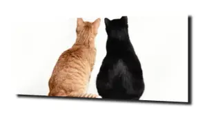 obraz na szkle Kot koty  